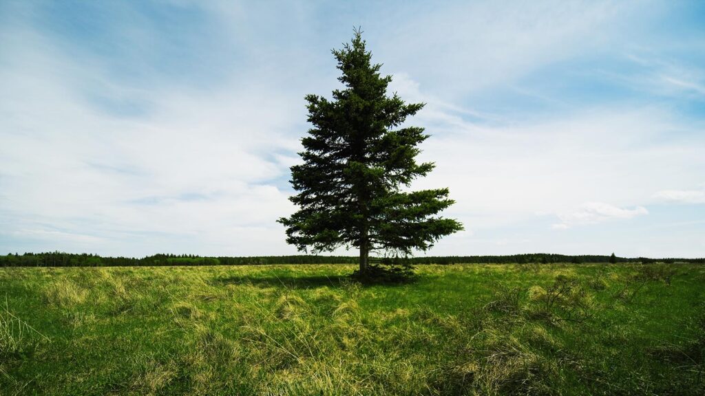 One-Dog-Solutions-Evergreen-Content-16x9 Lone pine tree in a grassy field