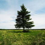 Lone pine tree in a grassy field